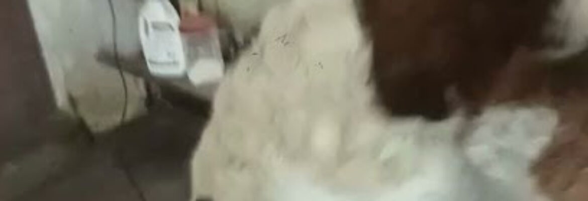 AJAY PET SHOP PET GROOMER -BEST PET SHOP BEST PET GROOMER
