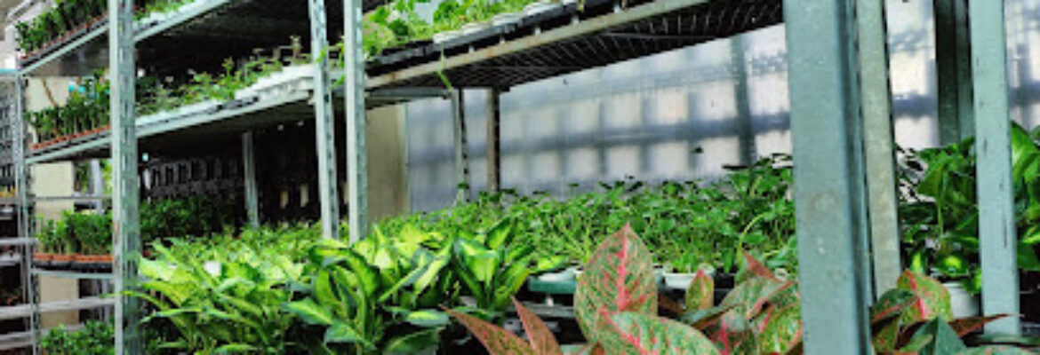 Sanjay Nursery – Best Wholesale Plant Nursery in Pune, India
