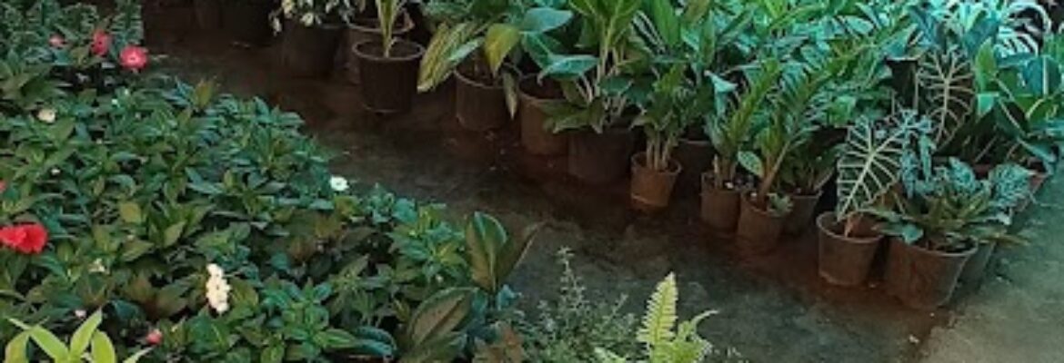 Manoj Nursery