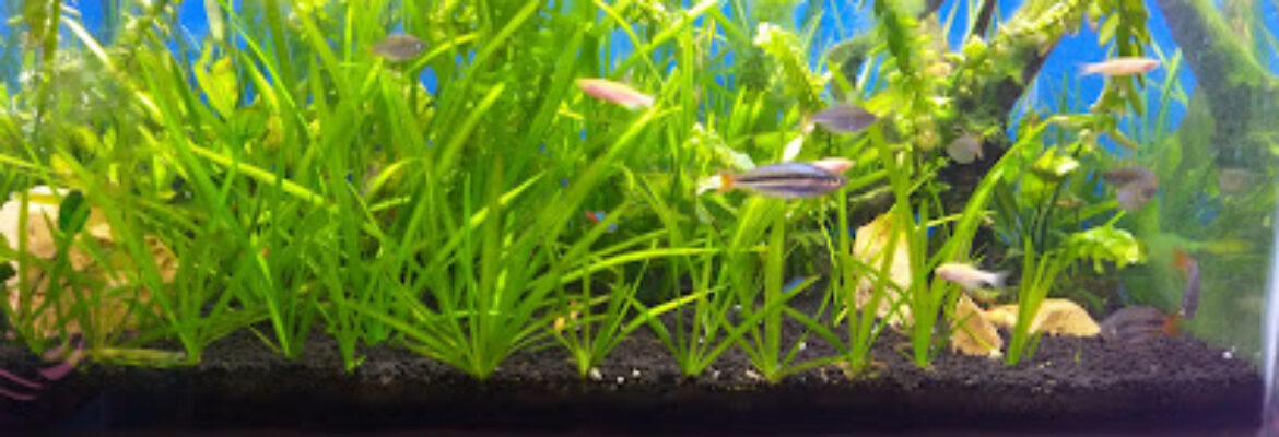 Aquarious Pet Shopee