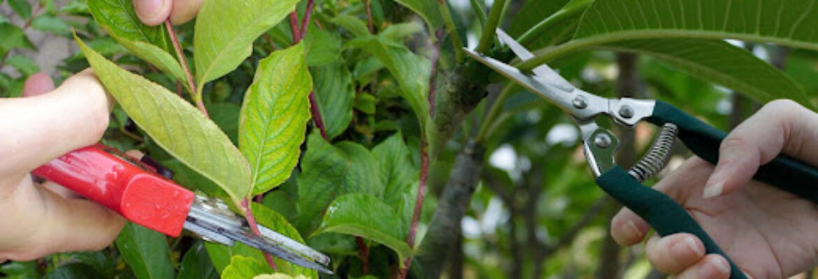 Gurupreet Nursery in pune – Nursery in Pune, Wholesale Plant Nursery, Mumbai, Indore, Hyderabad, Karnataka, Bangalore